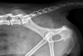 整形外科（ダミー）